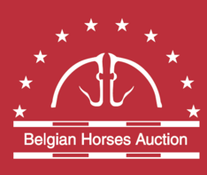 Belgian-Horses-Auction wint Youngster Final