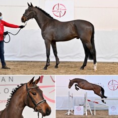 BWP Young Horses Auction