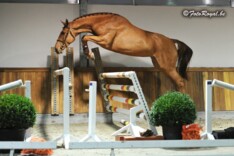 National Free Jump Contest - Wambeek