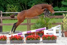 Veilingcollectie Belgian Foal Auction 2015