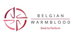 De nieuwe BWP Elitehengsten