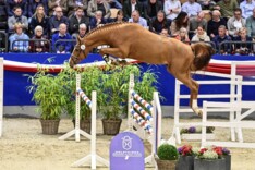 Z koopt Holst. premiehengst ‘Hanley Light'