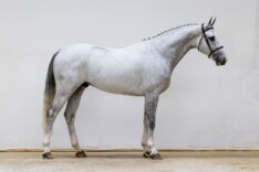 Youhorse.auction verkoopt naar 16 landen