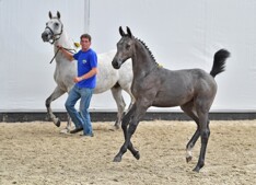 Primeur voor Zangersheide: Z-Online Auction: