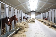 Veulen opfok Hunters Studfarm