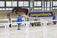 Zangersheide keurt 18 hengsten in Deauville!