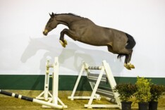 Youhorse.auction Duitse topruiter investeert