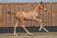 Halfbroer Hello Sanctos is veilingtopper in May Deals