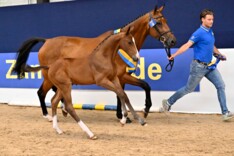 Chanegie LN Z en All In Z zijn de winnaars van het Nederlandse Zangersheide Veulenkampioenschap 2024