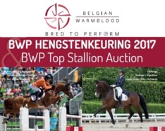Laatste dag inschrijven BWP Hengstenkeuring!