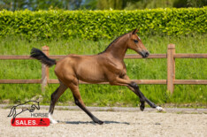 Tweede veiling HorseSales: topper €50.000 een groot succes