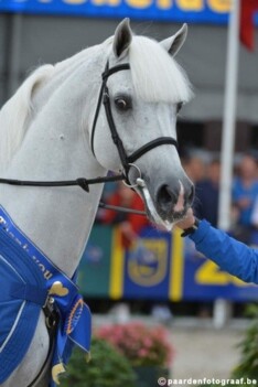 Zangerheide levert Miss Zangersheide