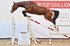Veilingtopper BWP auction naar Eurohorse