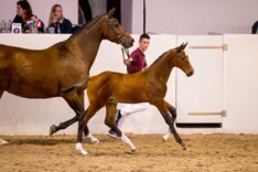 Nieuw record voor Limburgse Veulenveiling