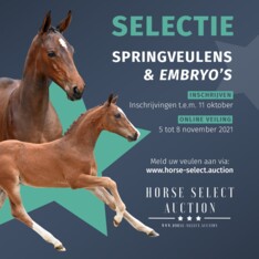 Horse Select Auction: schrijf je veulen in!