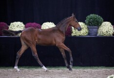 Biedduel tijdens Flanders Foal Auction!