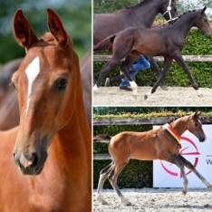 BWP Online FA: beste springpaardenstamboek!