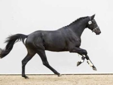 €34.000 voor topper tijdens KWPN Online!