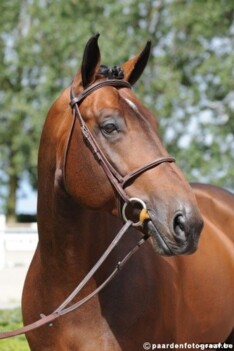 HH Copin vd Broy wint in Gijon