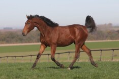 Datcha Queen Hero, koningin op dag 2