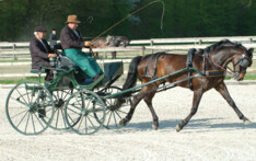 Best of Belgium - Dressage -2013 overzicht