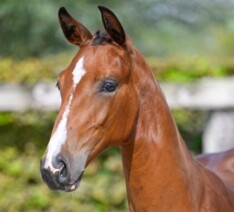 BWP Online Foal Auction schot in de roos