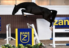 Dominator 2000 Z levert veilingtopper tijdens seizoensfinale Zangersheide.auction!