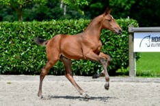 Dankzij Horseman naar de OS of het EK?
