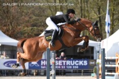 Hengstenkeuring Hannover: springhengsten