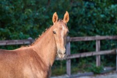 Nationale Veulenkeuring Eventing