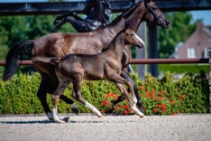 Alweer 100% verkoopscore voor Trigon Auction