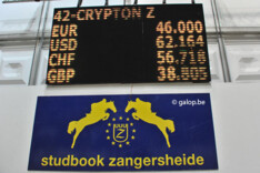 Crypton Z veilingtopper Zangersheide Auction