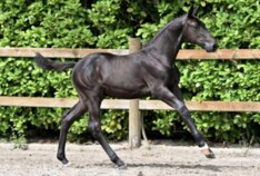 Opnieuw record voor Foal Auction 111!