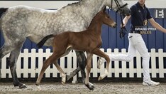 €85.000 voor merrieveulen Carlyne de Nyze Z!