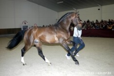 Falco van Spieveld naar Geir Gulliksen
