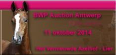 12 juli selectie veulens BWP auction Antwerp
