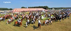 Kampioenen Nat. pony's bekend, paarden maken
