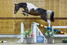Horse Auction Belgium onthult opnieuw een veelbelovende line-up van jonge springtalenten!!!