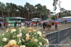 Antwerps Veulenkampioenschap 14/08/2021