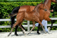 Internationale interesse voor de Flanders Fo