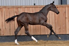 HorseDeals: prijzen voor rietjes de lucht in