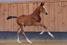 Veulens om van te watertanden bij HorseDeals