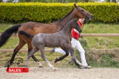 100% Verkoopscore op First Foals editie