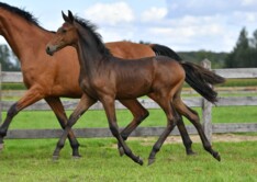 L’Esprit de la Vie: your future star