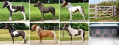 Falabella paarden & stallen onder de hamer