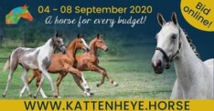 Kattenheye veilt zijn paarden