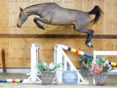 Horse Auction Belgium is verheugd om opnieuw een van de meest veelbelovende jonge springtalenten te presenteren aan u met onze Nieuwjaarseditie 2024!