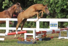 Belgian Foal Auction morgen om 20.00uur
