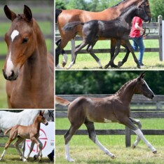 BWP Elite Foal Auction: topgenetica te koop!