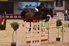 Nieuw record voor Foal Auction 111!